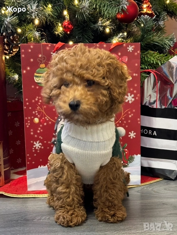 Той пудел, снимка 1