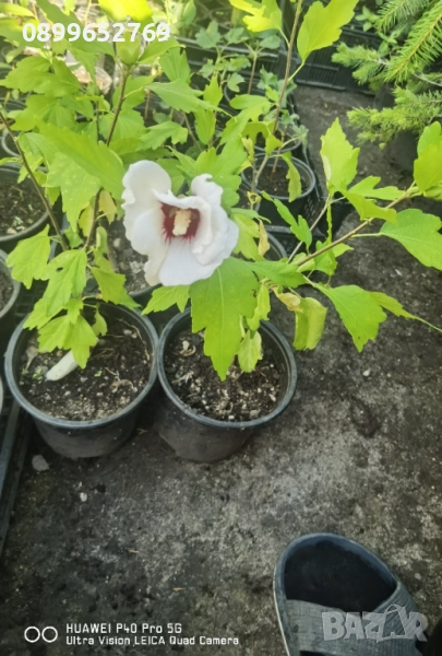 Дървовидна ружа, снимка 1