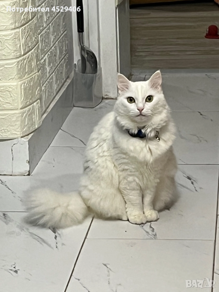 Продавам Ангора, снимка 1