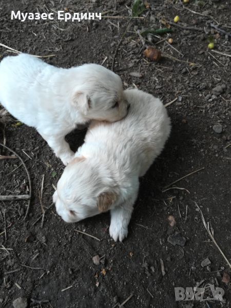 Подарявам малки кученца от родители мъничета намират се в Димитровград тел 0878821343 , снимка 1