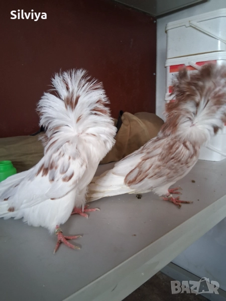 Гълъби, снимка 1