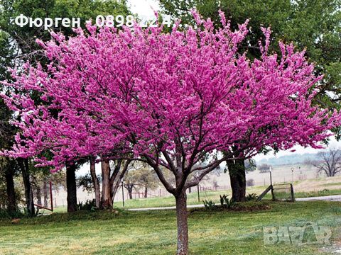  Див рожков (Cercis siliquastrum) Дърво на Юда, снимка 1