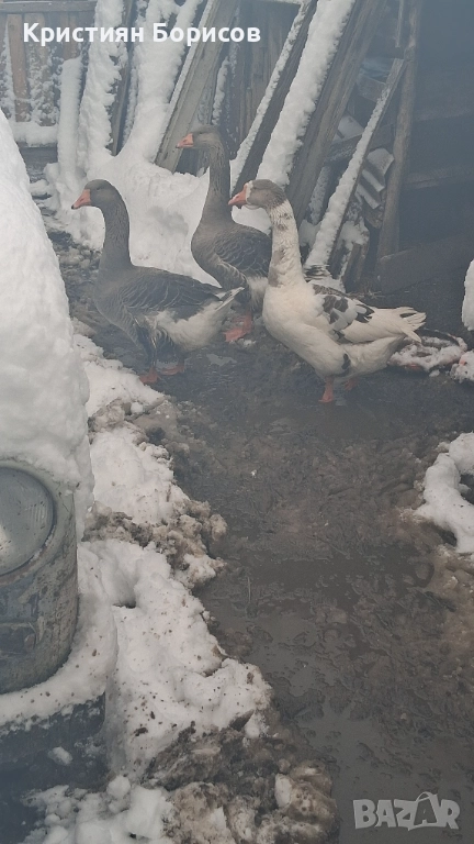 Гъски, снимка 1