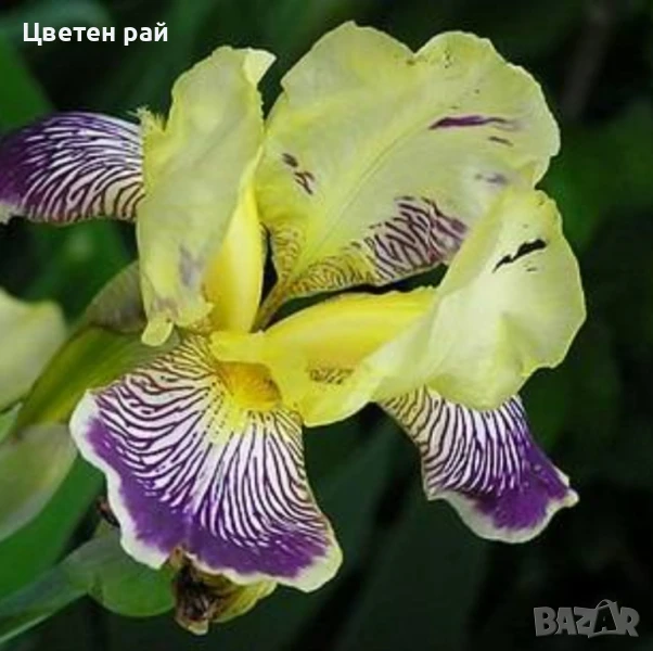 Ризоми на ириси микс цвят на късмет от показаните , снимка 1