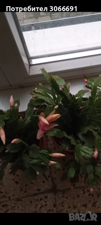 Коледниче , снимка 1