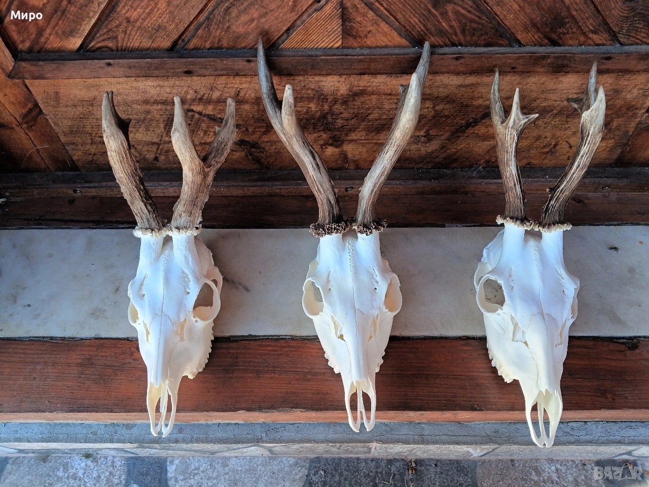 Трофей от сръндаци.Рога.3бр, снимка 1