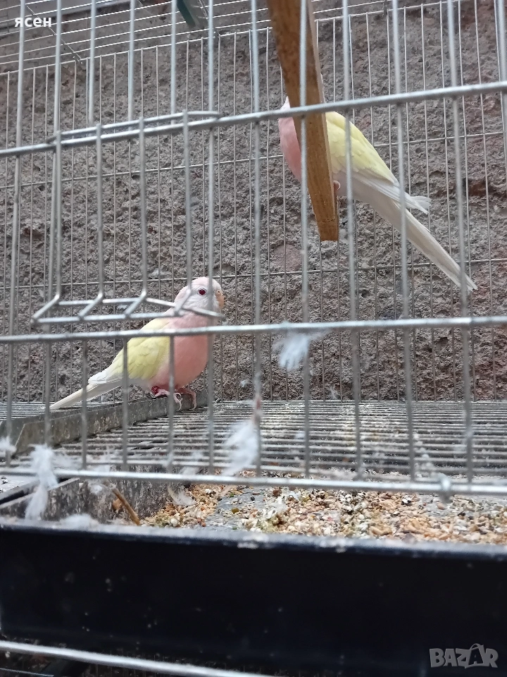 Продавам буркови неофеми лутино , снимка 1