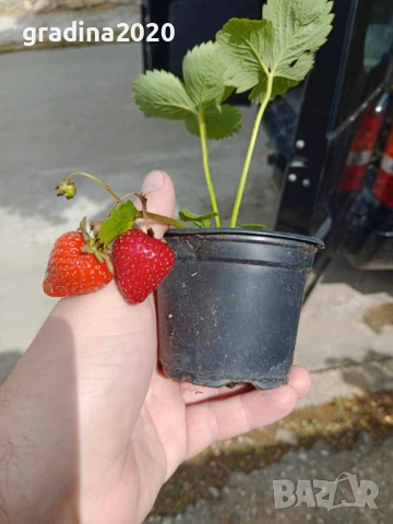 Разсад Ягода - Налични 25 сорта , снимка 16 - Разсади - 34764650