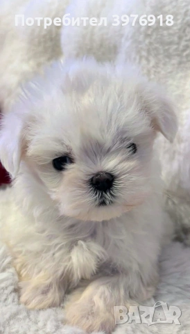 предлагам малтийски болонки , снимка 2 - Болонка - 53809569