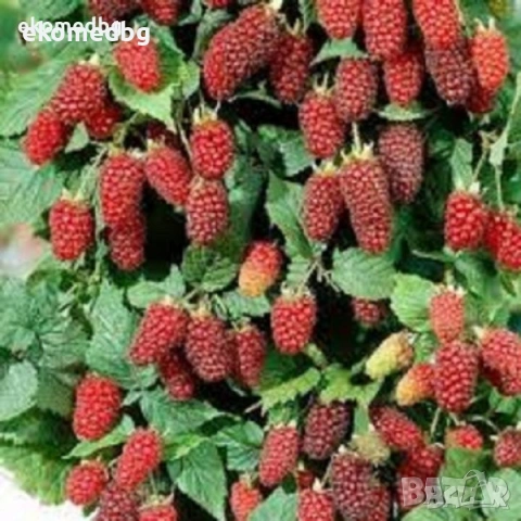 Тайбери Медана, снимка 2 - Градински цветя и растения - 54164390