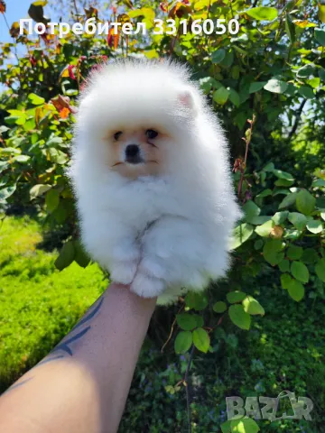 Мини померан , снимка 1