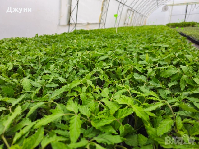 Разсад домати , снимка 5 - Разсади - 54163916