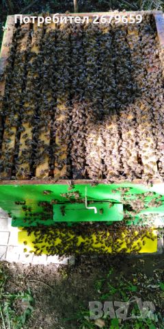 Пчелни отводки ДБ, снимка 1 - Други - 45405230