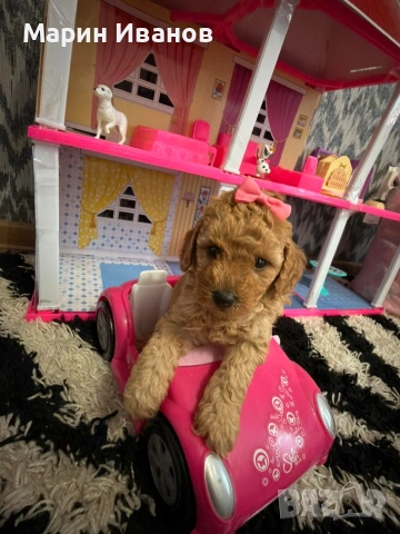 Мини пудел, момиче , снимка 4 - Пудели - 54147858