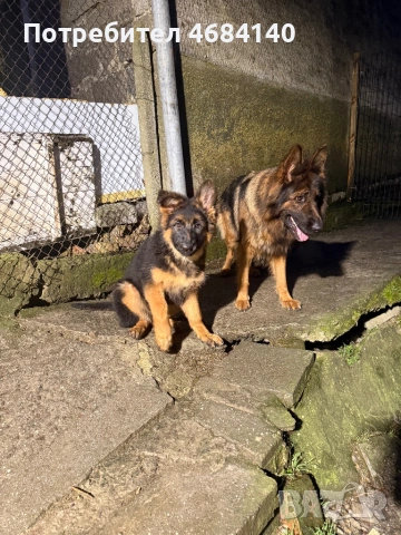 Немска овчарка с дълъг косъм с родословие 