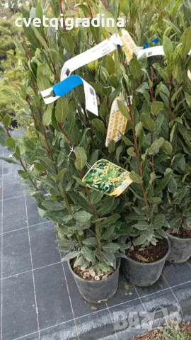 Laurus nobilis (Дафинов лист), снимка 4 - Градински цветя и растения - 49779549