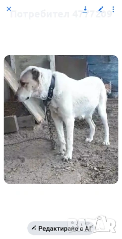 САО-АЛАБАЙ , снимка 2 - Други - 53970670