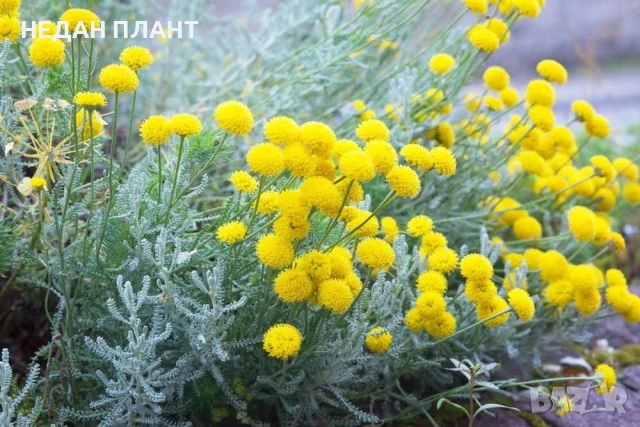 Сребриста сантолина