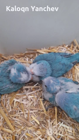 Папагали, снимка 2 - Папагали - 50958042