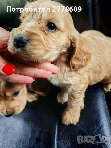 Продавам Английски кокер шпаньол 