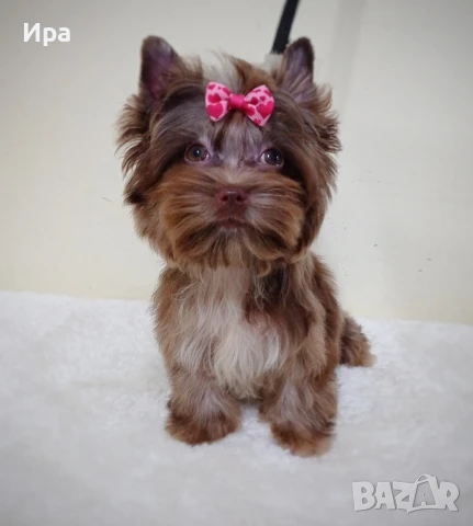 Йорк момиче , снимка 1