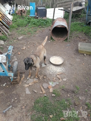 женско на 10 месеца , снимка 4 - Белгийска овчарка - 54055037