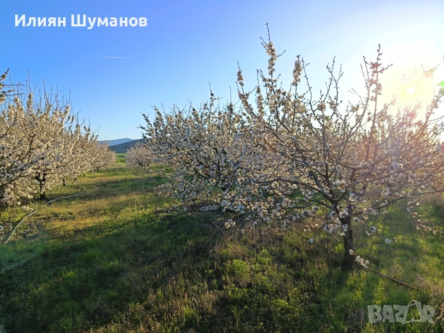  Oвощна градина. Череши 10 декара+   3,5 декара праскови и сини сливи, снимка 11 - Земеделска земя - 45960295