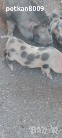 виетнамски прасета, снимка 3 - Прасета - 46464244