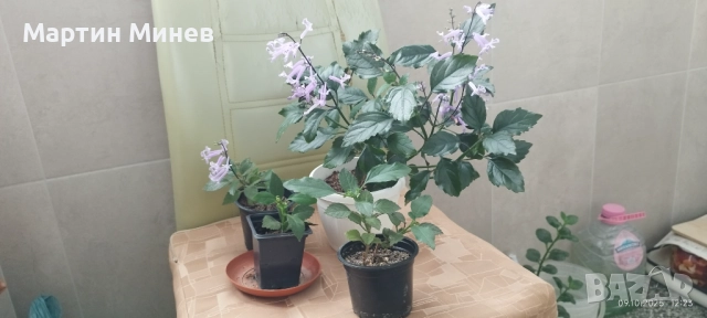 Plectranthus 
