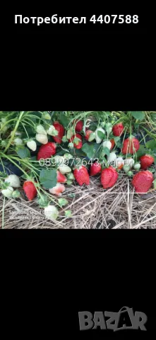 Разсад ягоди и малини , снимка 2 - Разсади - 49438431