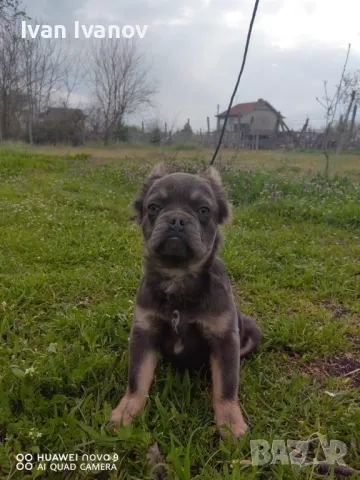 Френски Булдог Флъфи, снимка 1