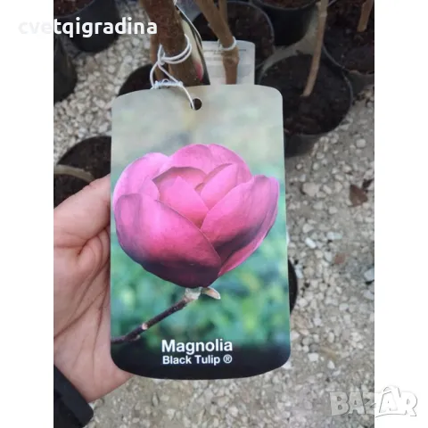 Magnolia Black Tulip (Магнолия Черно Лале), снимка 3 - Градински цветя и растения - 50077831
