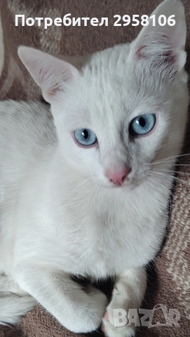 бяло мъжко коте, сини очи, 5 мес., снимка 2 - Британска късокосместа - 53197414