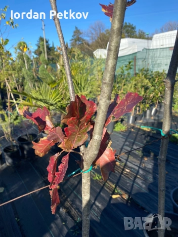 Червен Американски дъб, снимка 3 - Градински цветя и растения - 52656412