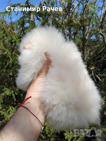 Померан померани , снимка 2 - Померан - 54298238