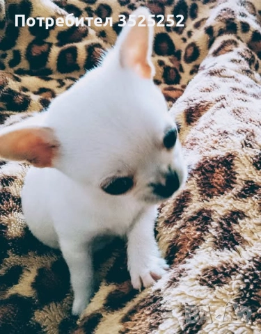 ПРОДАВАМ ЧИХУАХУА - МИНИ  МОМЧЕНЦЕ НА 2 М. 