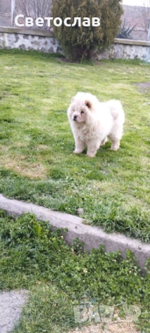 Продавам бяло мъжко чау чау, снимка 2 - Чау Чау - 53877772
