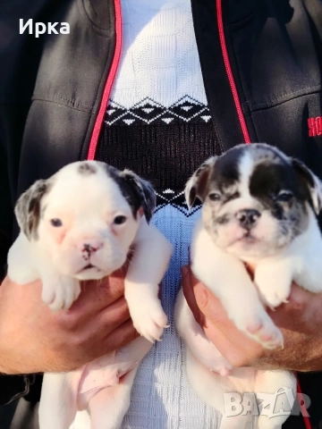 Френски булдогчета, снимка 4 - Френски булдог - 52464363