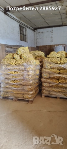 Картофи за семе Сорая