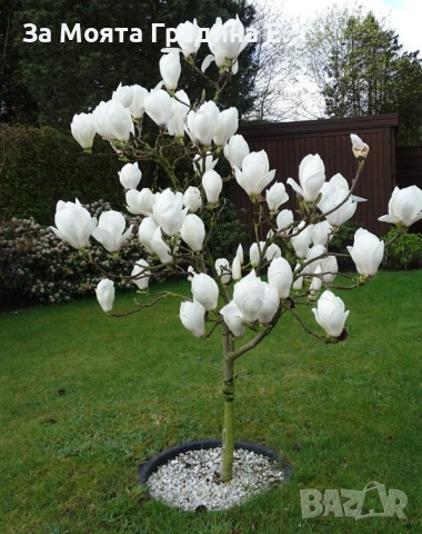 Магнолия - Lenei Alba