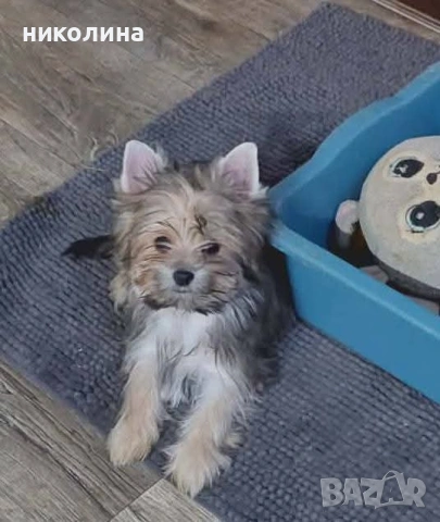 продавам йоркширски териер , снимка 10 - Йоркширски териер - 53471449