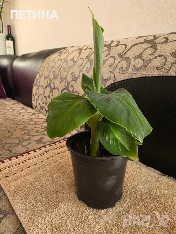 Банан , снимка 3 - Стайни растения - 50279323