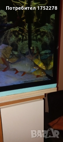 Bardo tinfoil tamanho 15+ см. 80лв., снимка 3 - Рибки - 52595747