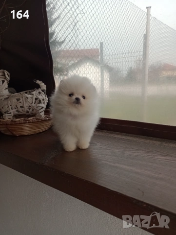 Чисто бели мини Померани. Реални снимки от 21.03.26, снимка 9 - Померан - 53883222