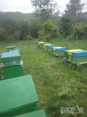 Пчелни отводки и кошери с пчели, снимка 3 - Други стоки за животни - 46322450