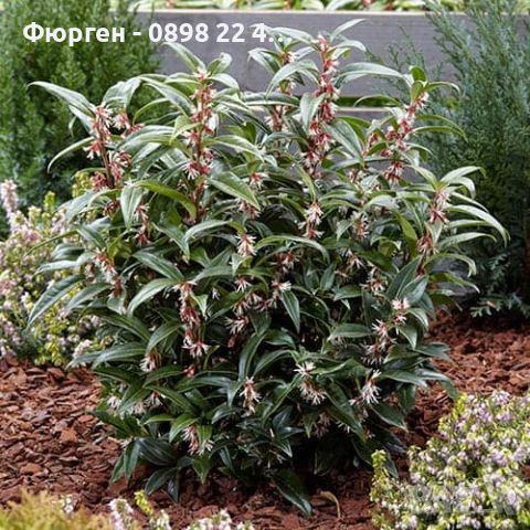 Саркокока ('Пурпурно стъбло') Sarcococca'Purple Stem' Вечнозелен и Силно Ароматен, снимка 3 - Разсади - 46653547