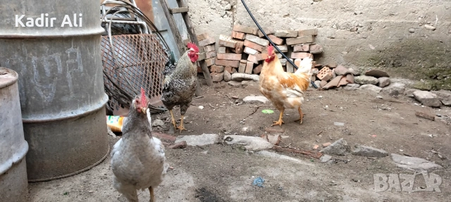 Продавам млади петли , снимка 6 - Кокошки и пуйки - 53690186