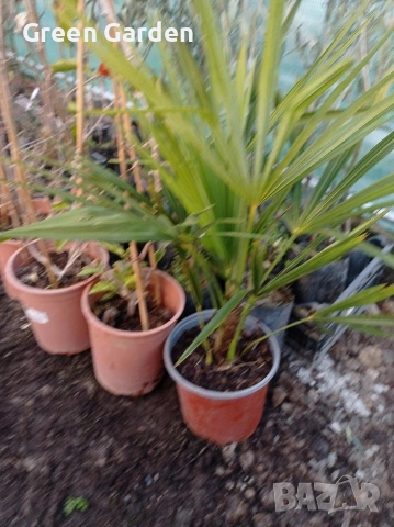 Палми Trachycarpus (трахикарпус), снимка 2 - Градински цветя и растения - 53592475