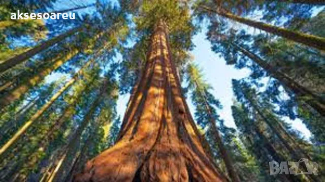 Нови Екзотични 15 семена от гигантска секвоя мамутово дърво sequoiadendron giganteum за декорация, снимка 13 - Сортови семена и луковици - 50223558