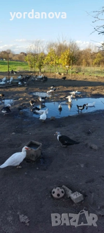 Продавам неми патки, снимка 2 - Патици и гъски - 53397229